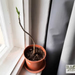 Baobab cutting after 4 months in a pot