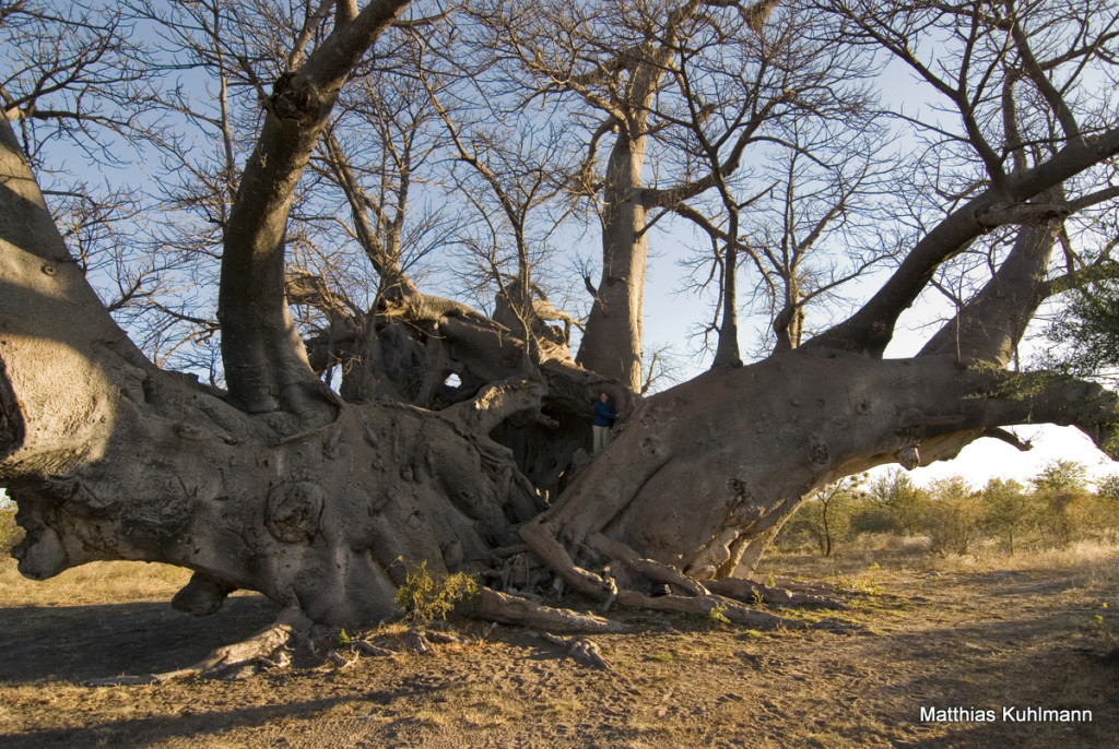 Tsumkwe, Namibia Baobab