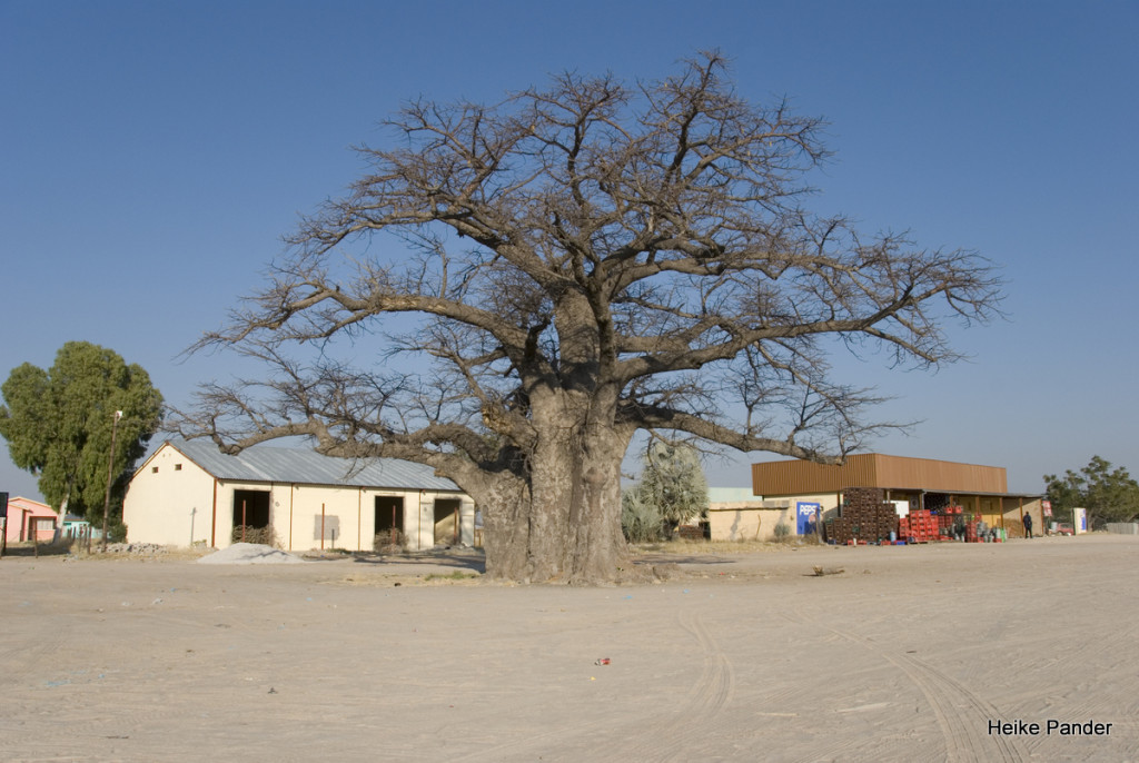 Outapi, Namibia Baobab