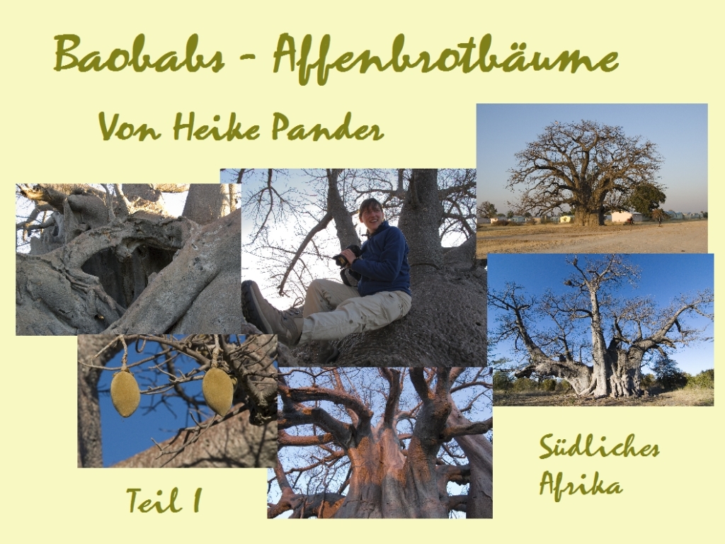 Baobabs Affenbrotbäume