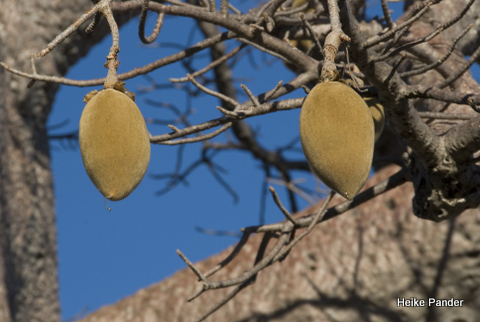 Baobab Früchte