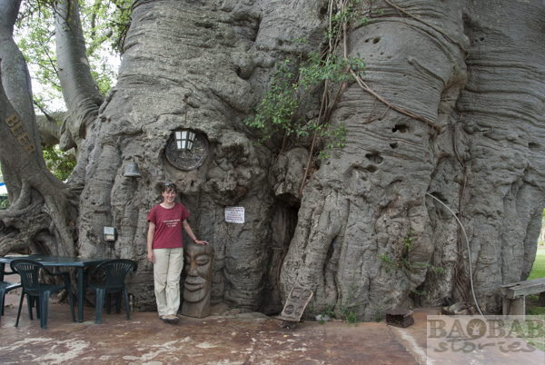 Baobab Baum Bar, Südafrika