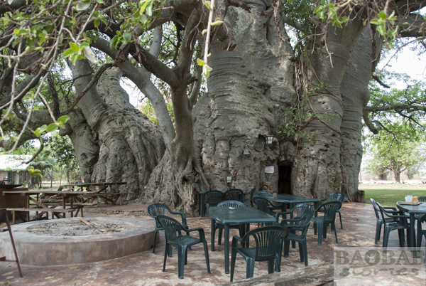 Sunland Baobab, Bar