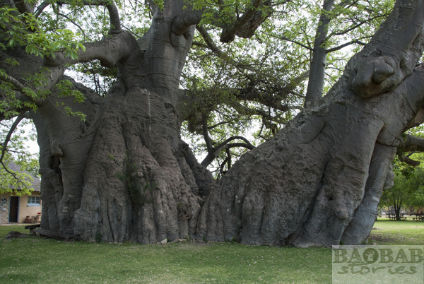 Sunland Baobab, zwei Stämme