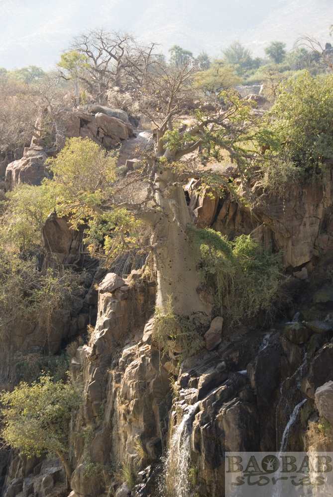 Baobab am Abgrund, Epupa Falls
