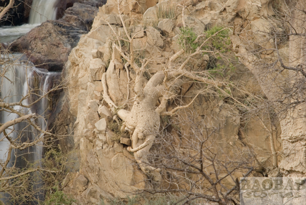 Baum klammert an Felsen Baobab