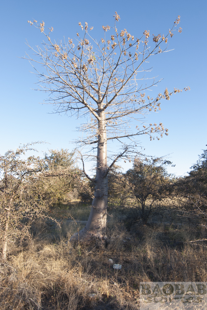 Junger Baobab, Planet Baobab