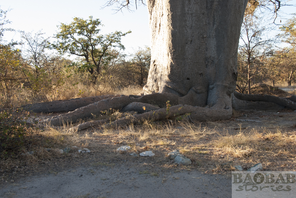 Baobab, Wurzelausschnitt