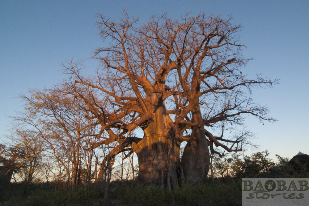 Baobab, Planet Baobab