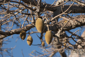 Baobab, Früchte