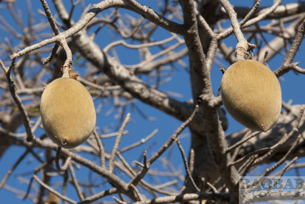Baobab, Früchte