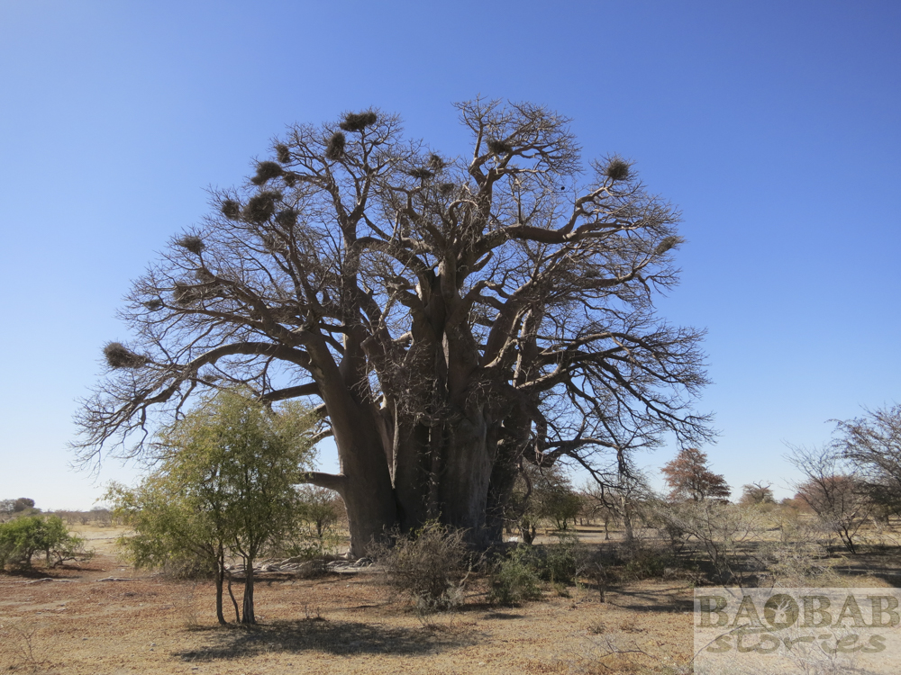 Champman's Baobab