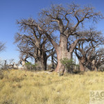 Baines Baobabs, Botswana