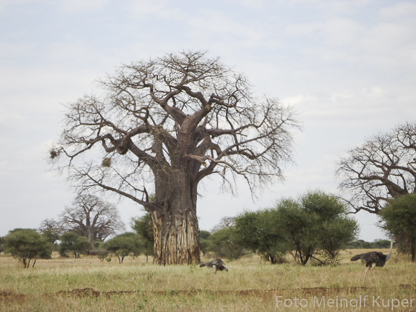 Baobab, Tarangire N.P.