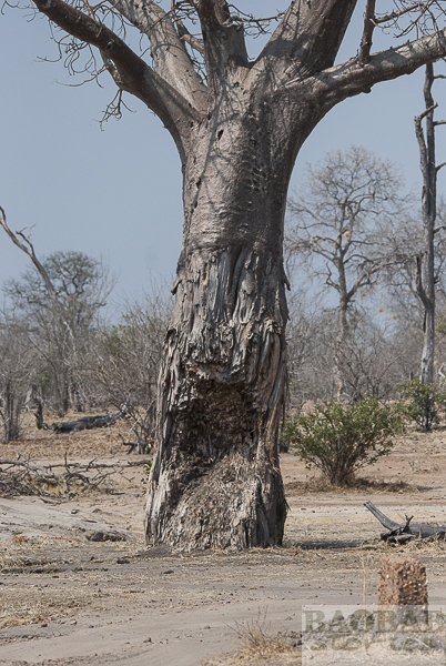 Elefantenschaden am Baobab, Mana Pools
