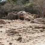 Abgestorbener Baobab, Mana Pools