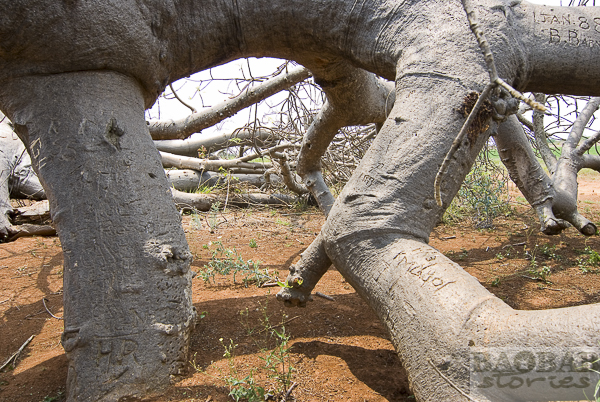 Glencoe Baobab Arkade