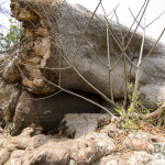 Glencoe Baobab, Detail
