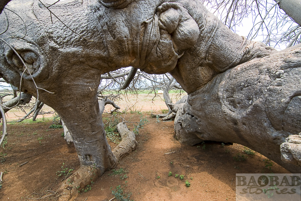 Glencoe Baobab Arkade