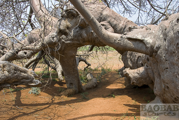 Glencoe Baobab
