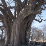 Baines Baobab, Fungus