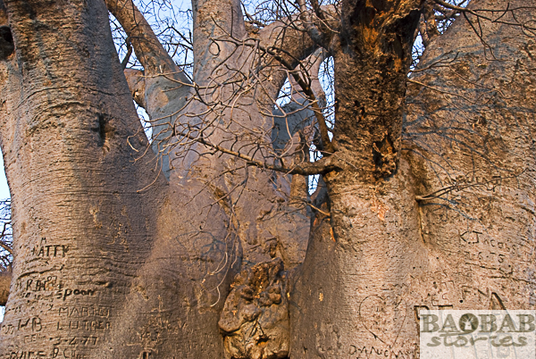 Baobab Rinde