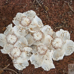 Baobab Blüten, abgefallen