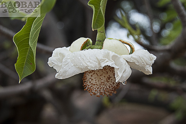 Baobab Blüte