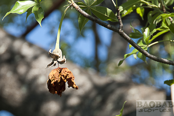 Verwelkte Baobab Blüte am Baum