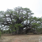 Baobab, Sagole Big Tree