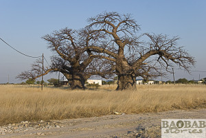 Baobabs, Outapi