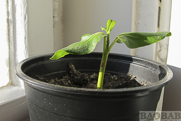 Baobab, 2 Monate alt