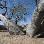 Baobab, Heritage Center, Namusasha, Namibia, Heike Pander