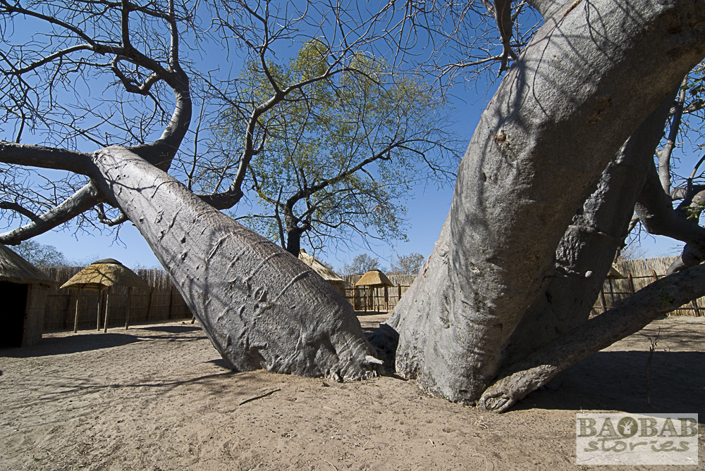 Baobab, Heritage Center, Namusasha, Namibia, Heike Pander