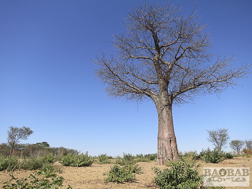 Baobab, Namushasha, Namibia, Heike Pander