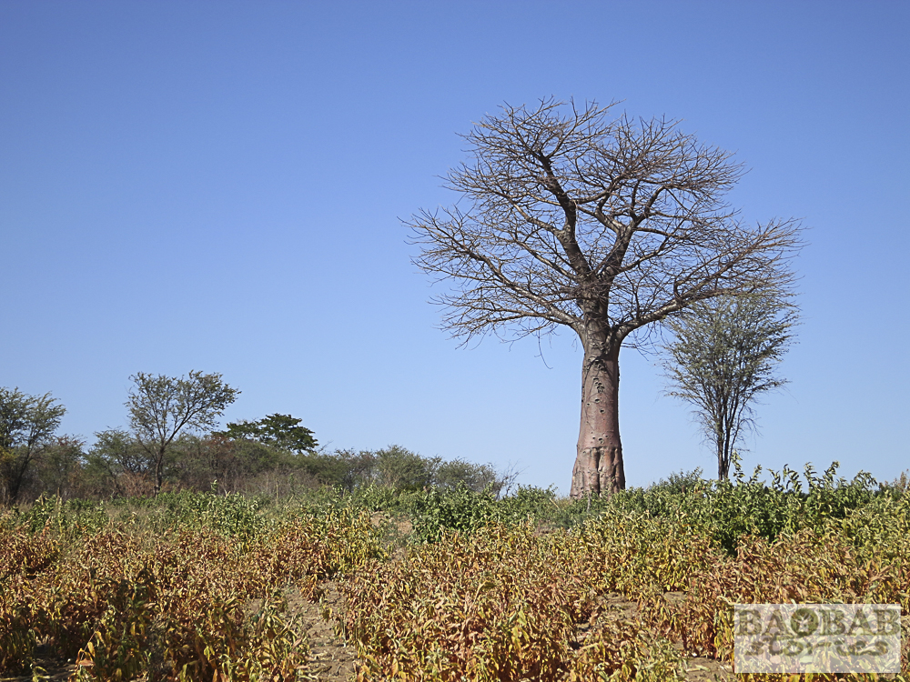 Baobab, Namushasha, Namibia, Heike Pander