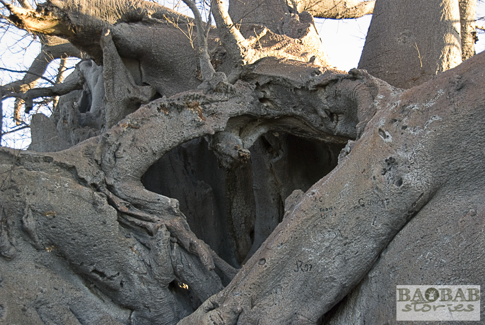 Baobab mit Herz, Tsumkwe