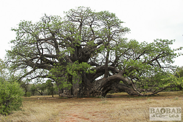Sagole Big Tree, Baobab
