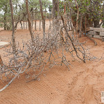 Dornenzaun zum Schutz für den Baobab