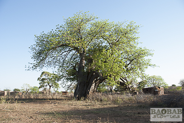 Baobab, Gegend um Mount Darwin