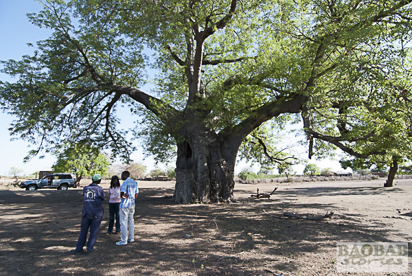 Plausch unterm Baobab
