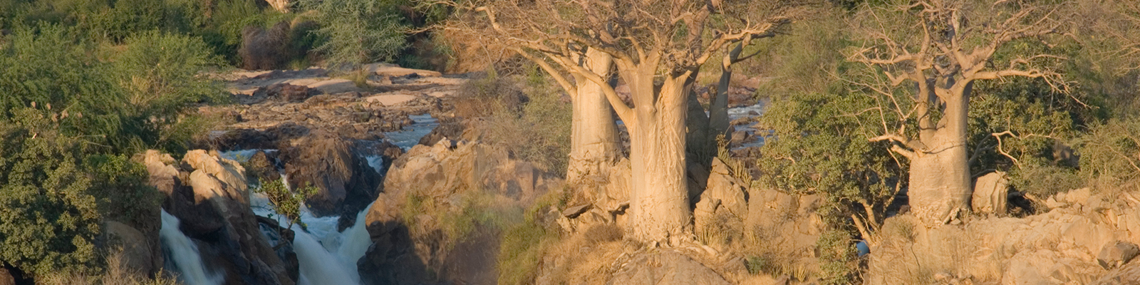 Baobabs - Affenbrotbäume