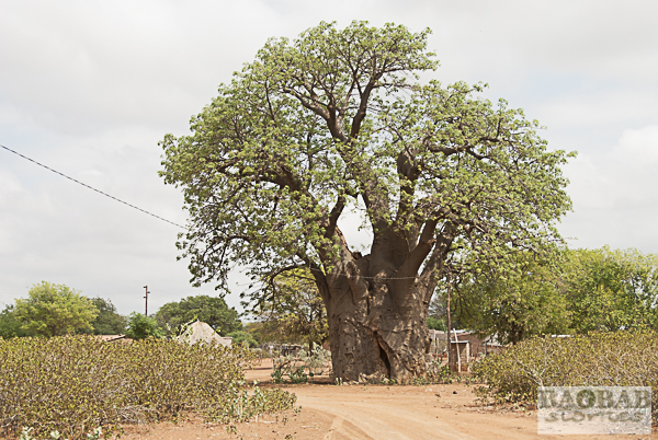 Baobab in einem Dorf, Südafrika