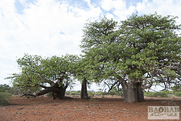 Baobabs nahe bei Zwigodini, Südafrika