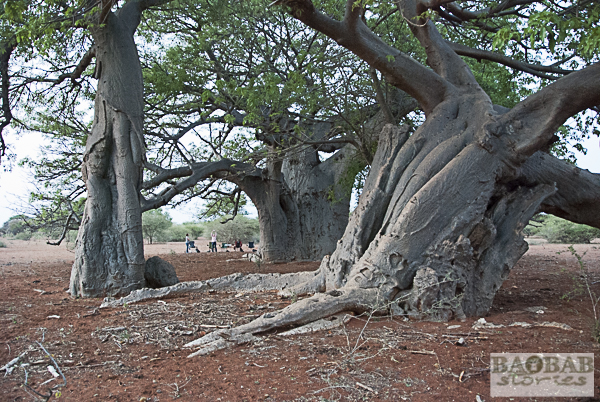 Baobabs in der Nähe von Zwigodini Village, Südafrika