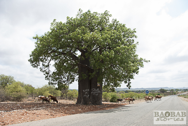 Baobab und Rinder auf der Straße, Südafrika