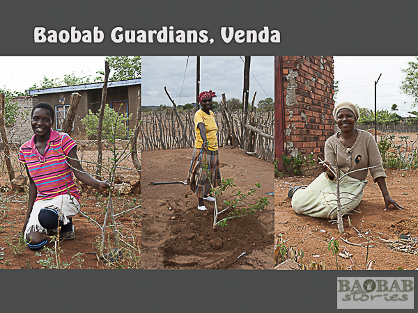 Baobab Guardians, Venda