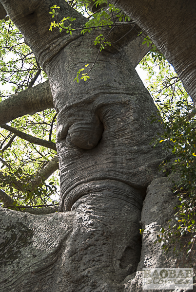 Sunland Baobab, Detail