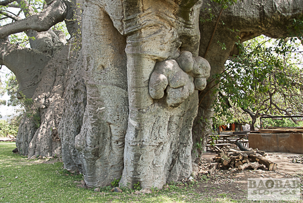 Sunland Baobab, Ausschnitt