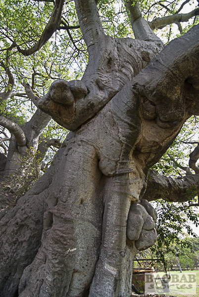 Sunland Baobab, Detailansicht